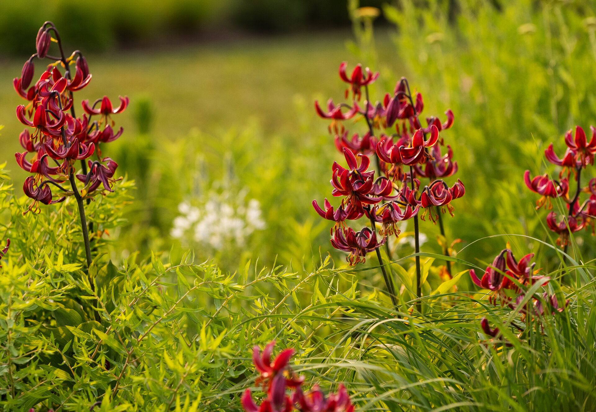 Lillium martagon 'Claude Shride'